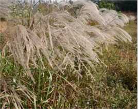 高清芦苇性感图片