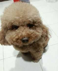 杨紫(Andy)宠物壁纸壁纸